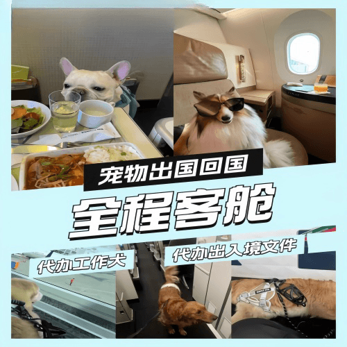 甘南州宠物托运到白俄罗斯宠物入境规定和要求